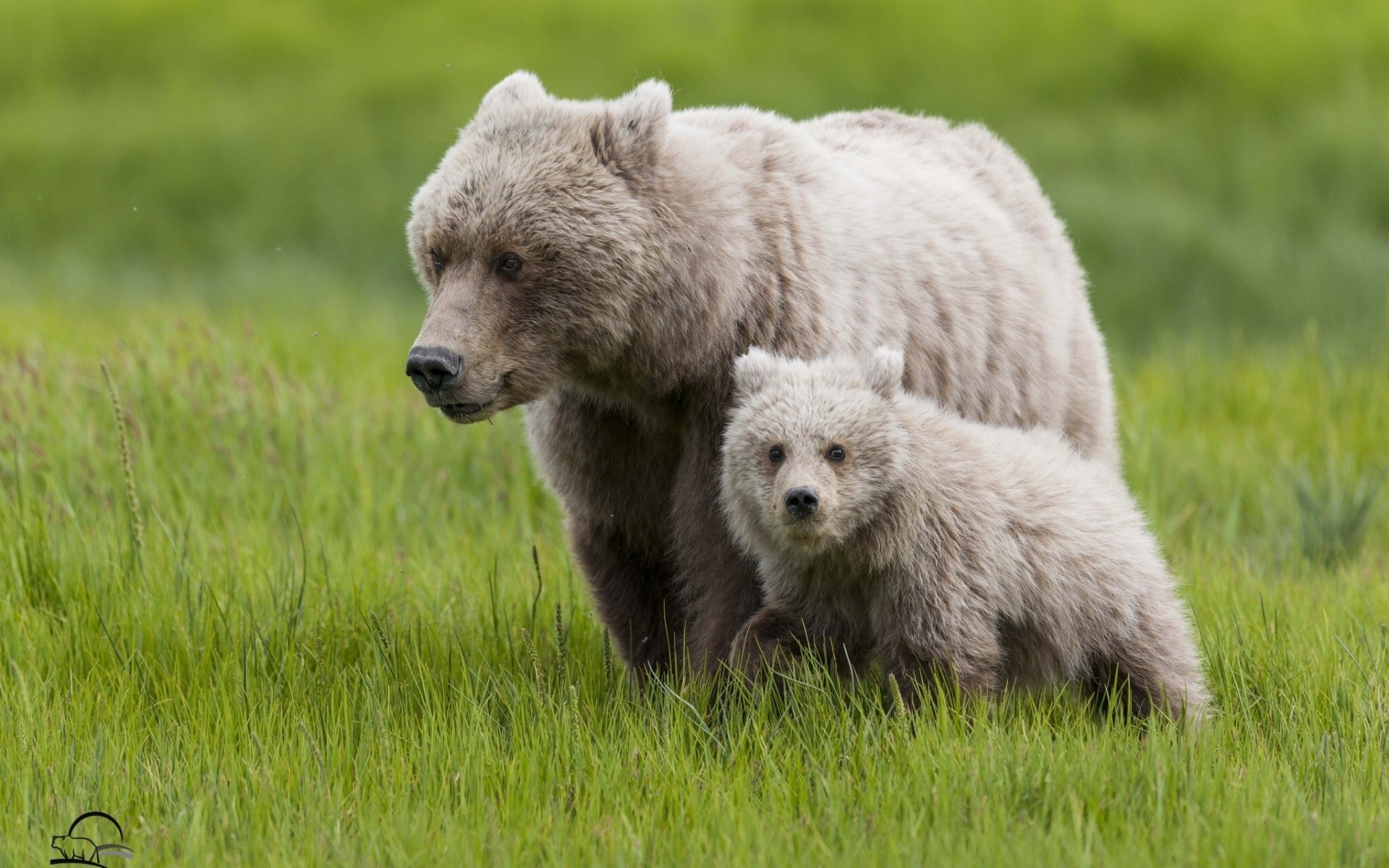 maternité ours en peluche herbe ours ours bébé