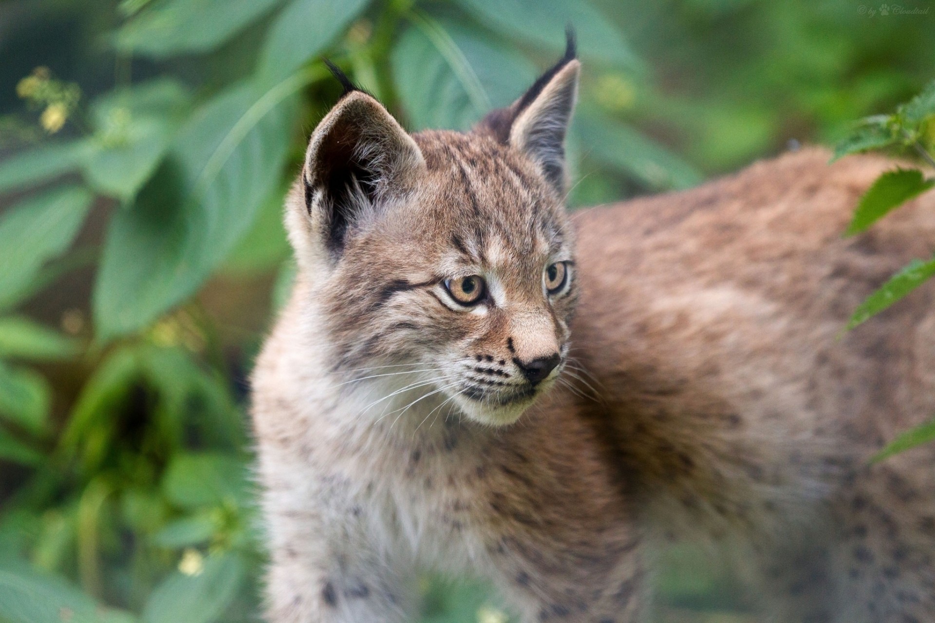 lynx wild cat baby teeth