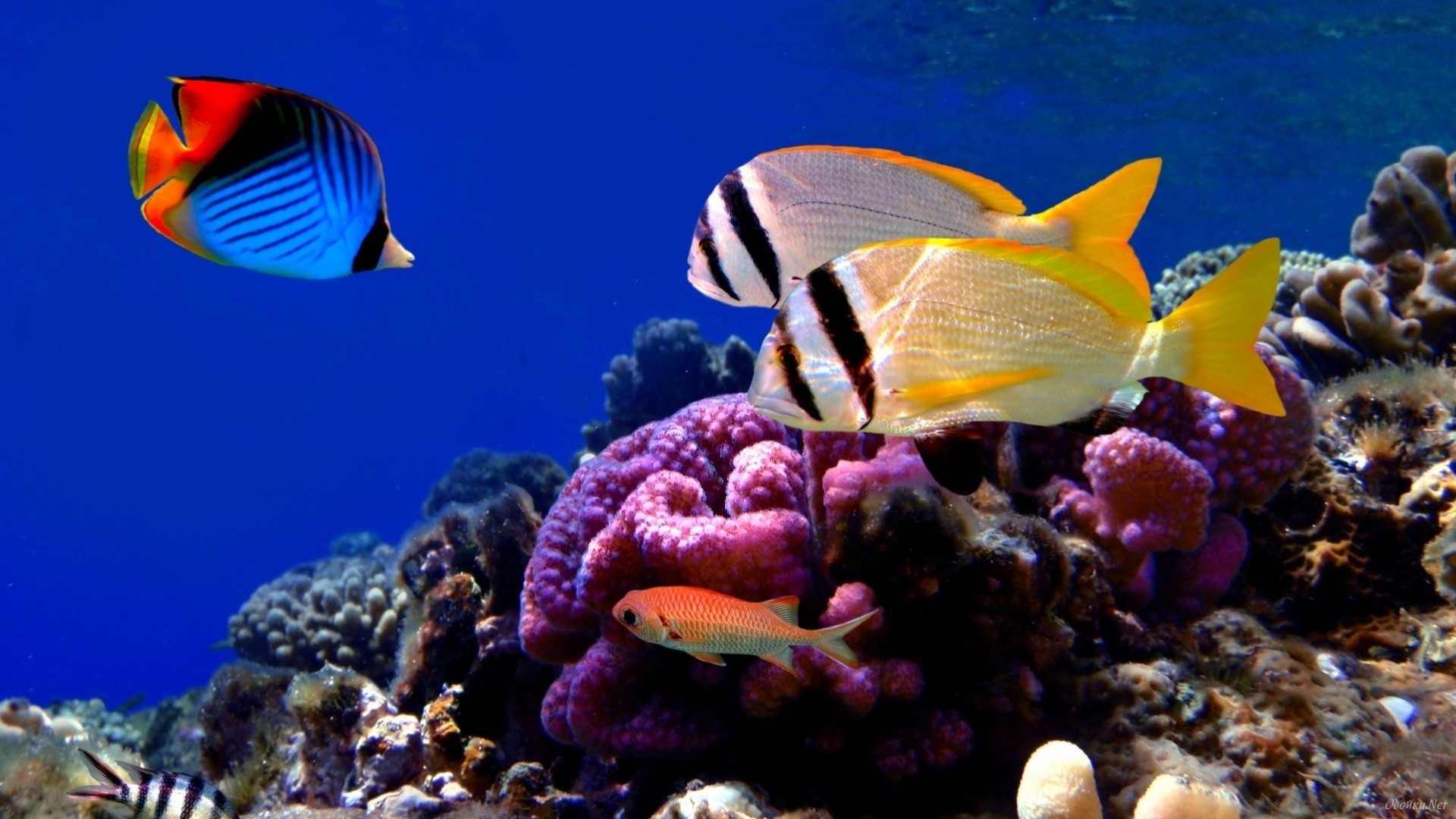 underwater fish coral