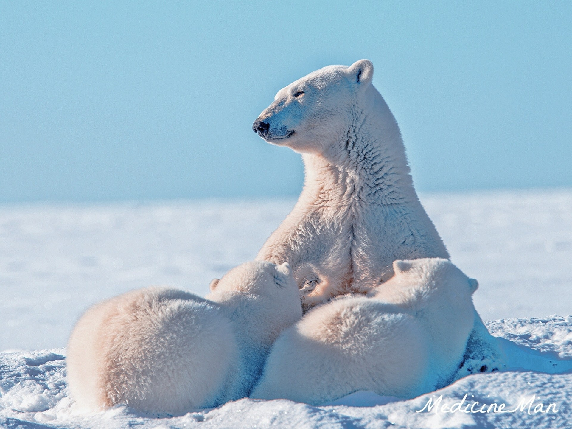 maternité hiver arctique neige ours ours polaires ours tigres