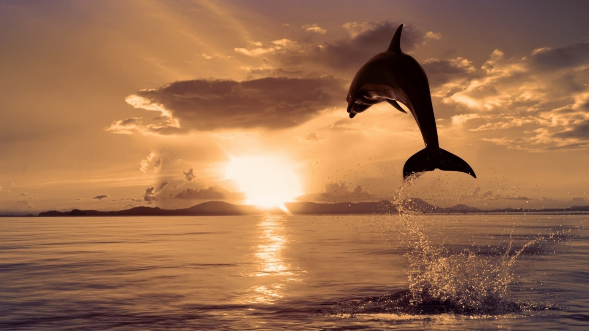 cielo mare paesaggio delfino tramonto