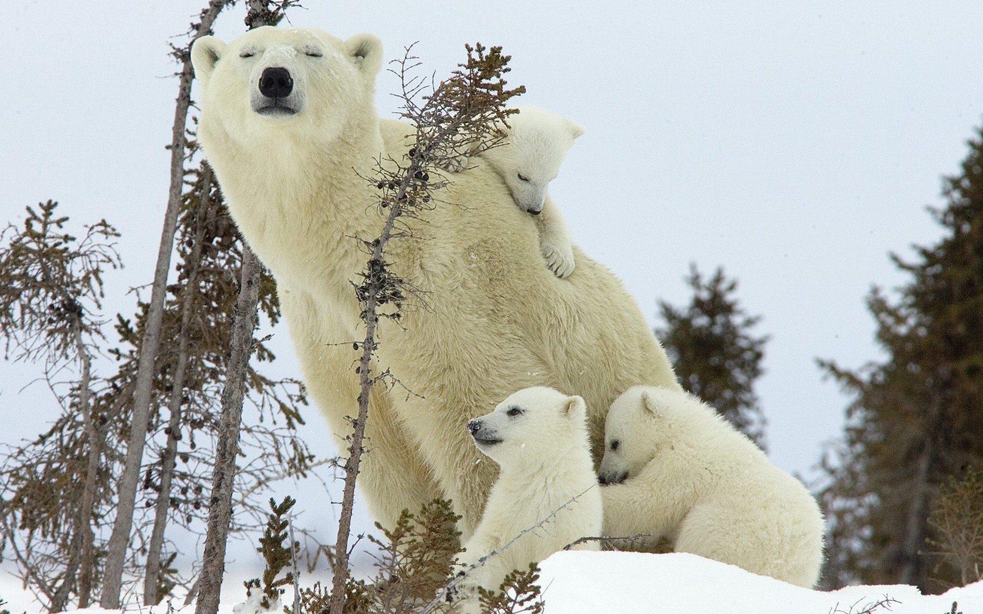 next winter north polar bear