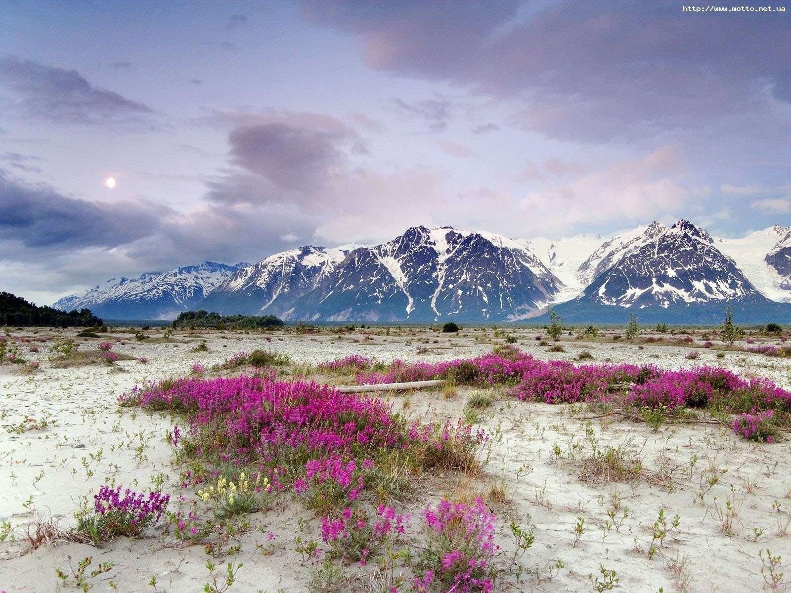 mountain nature flower