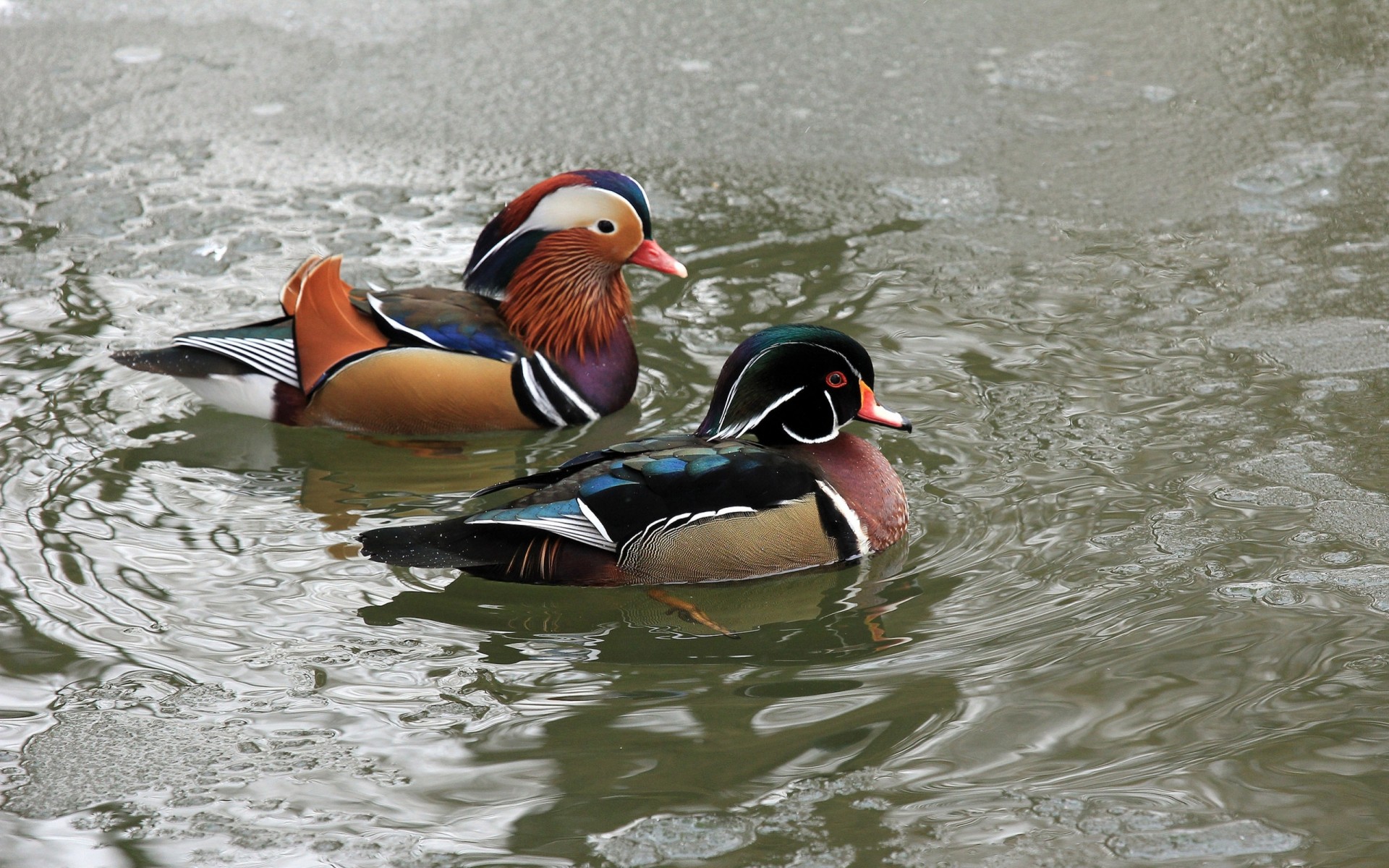 birds next water ninja mandarin duck