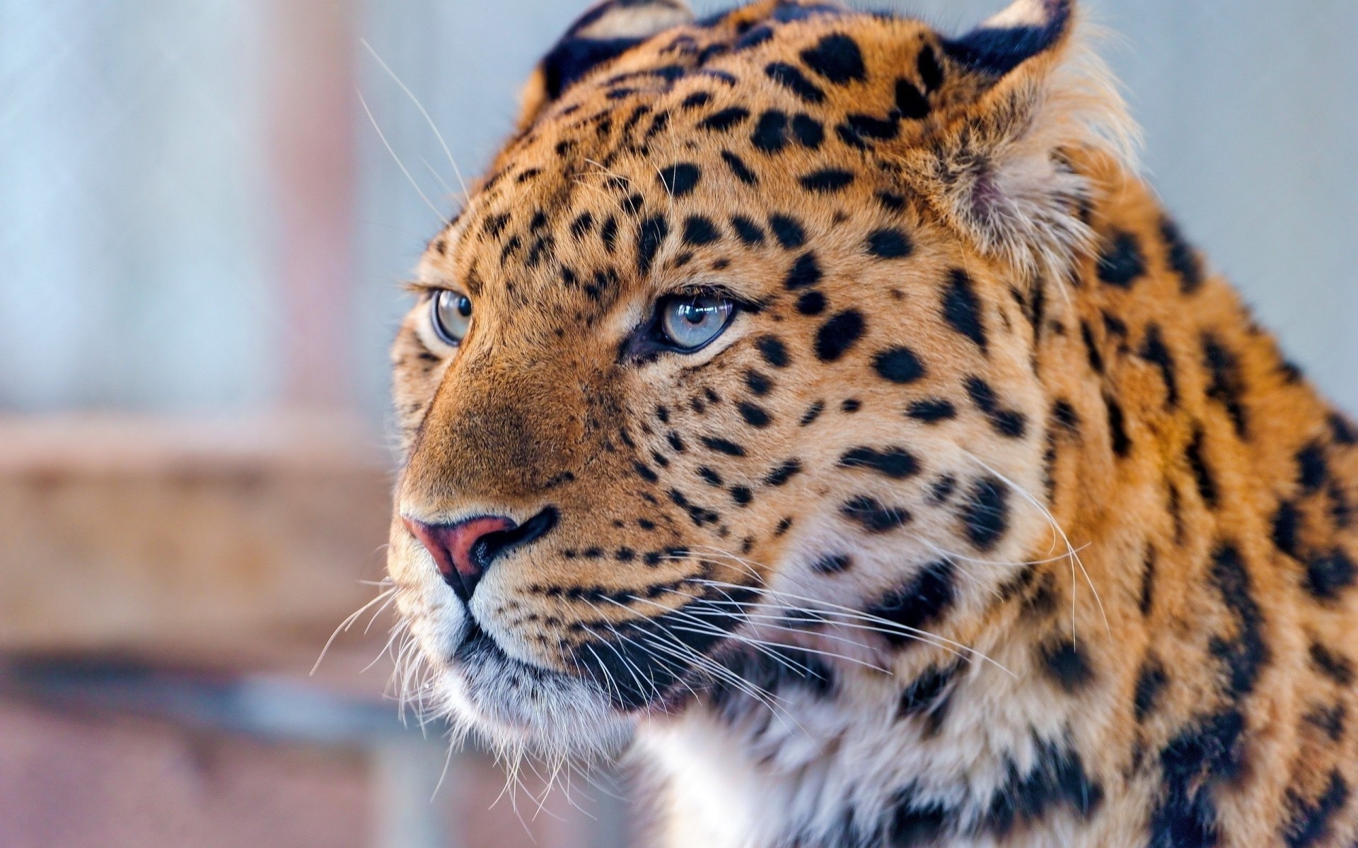 blue eyes predator leopard view