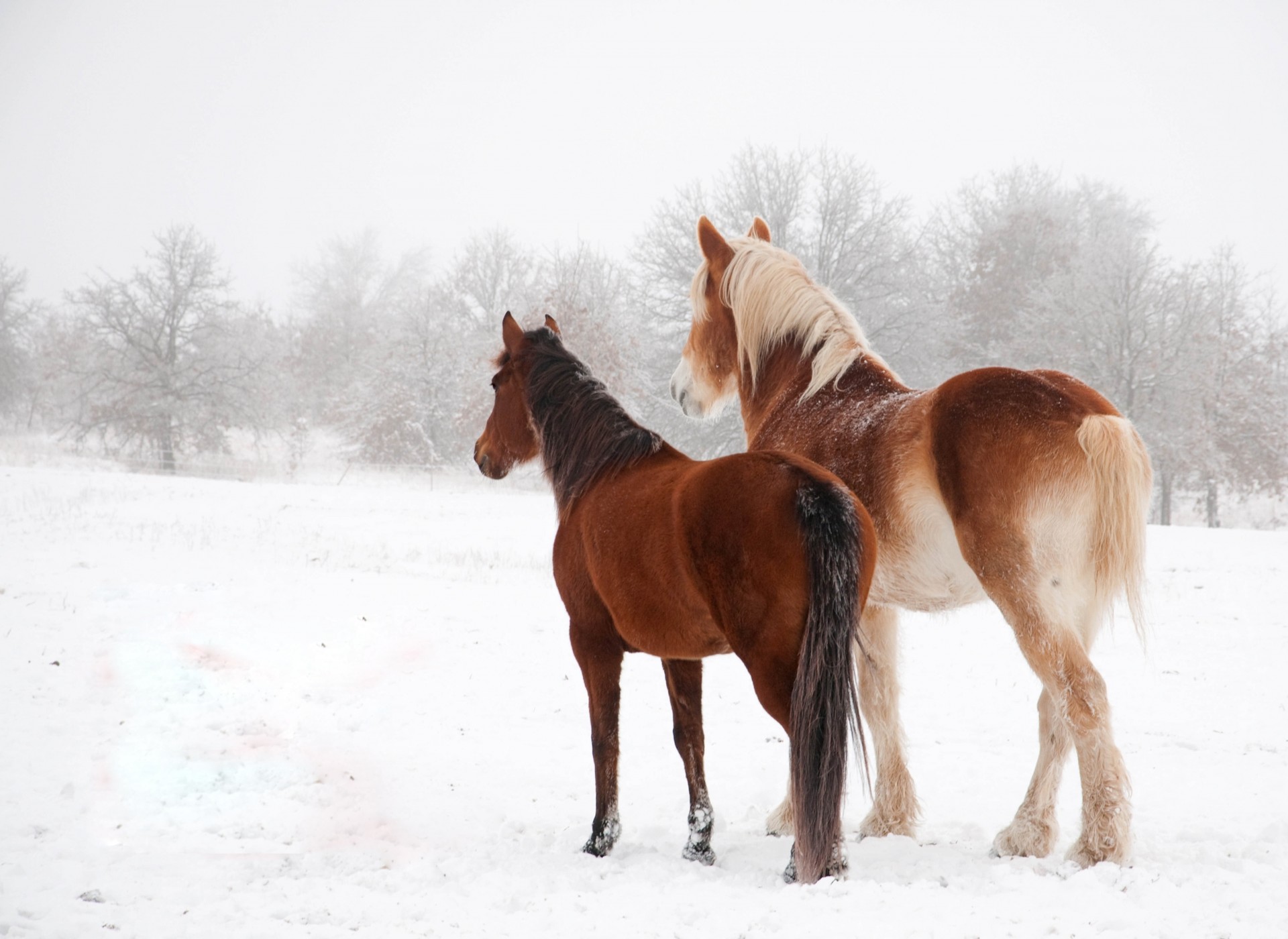 horse snow winter the pair