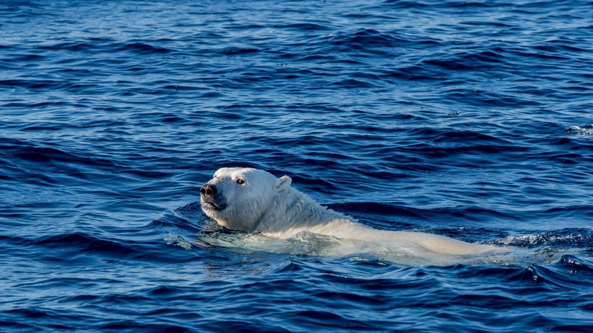 ours océan ours polaire groenland océan arctique bain