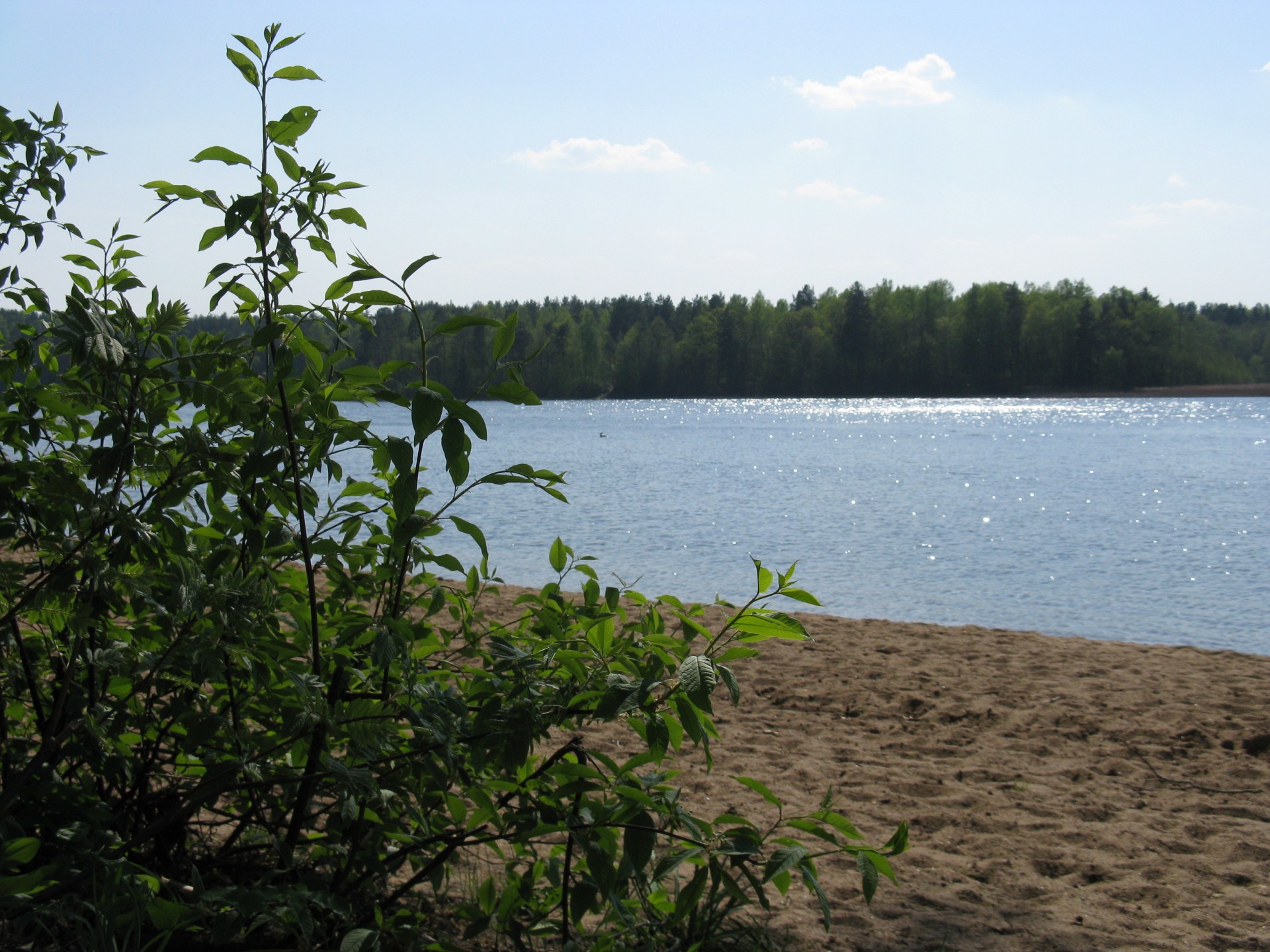 lake sand bush