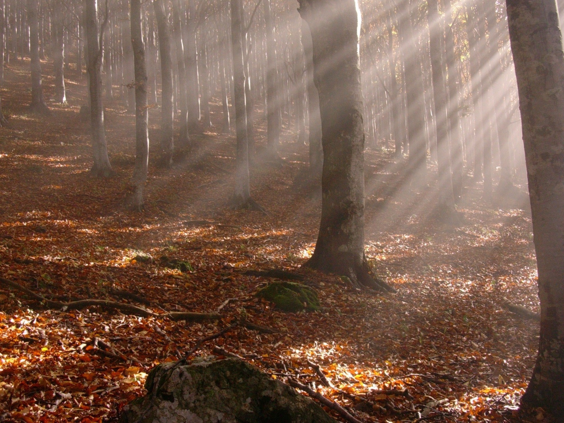 autumn rays leaves tree trunks yellow fallen leaves forest branche