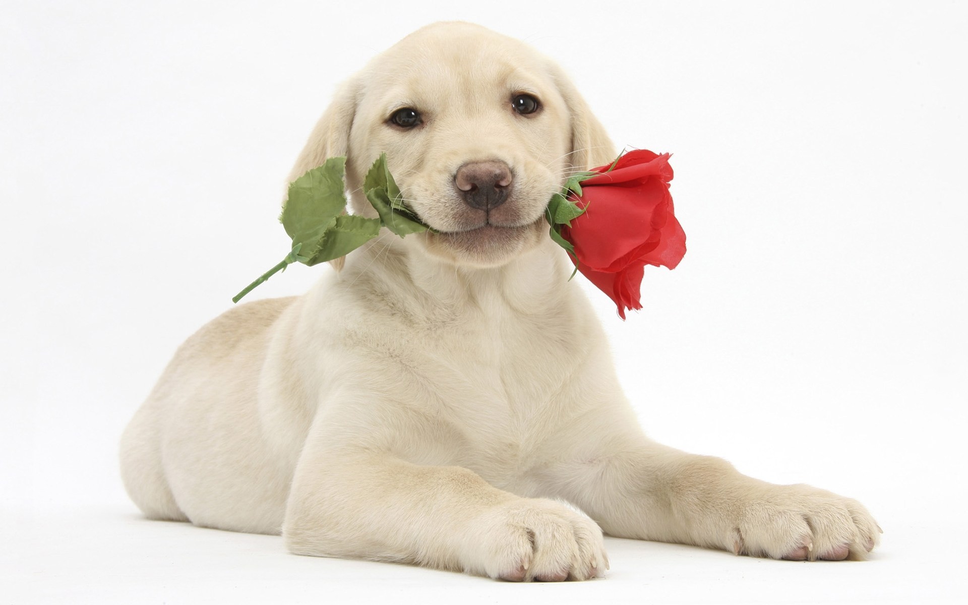 welpen blumen weißer hintergrund hunde kinder feiertage