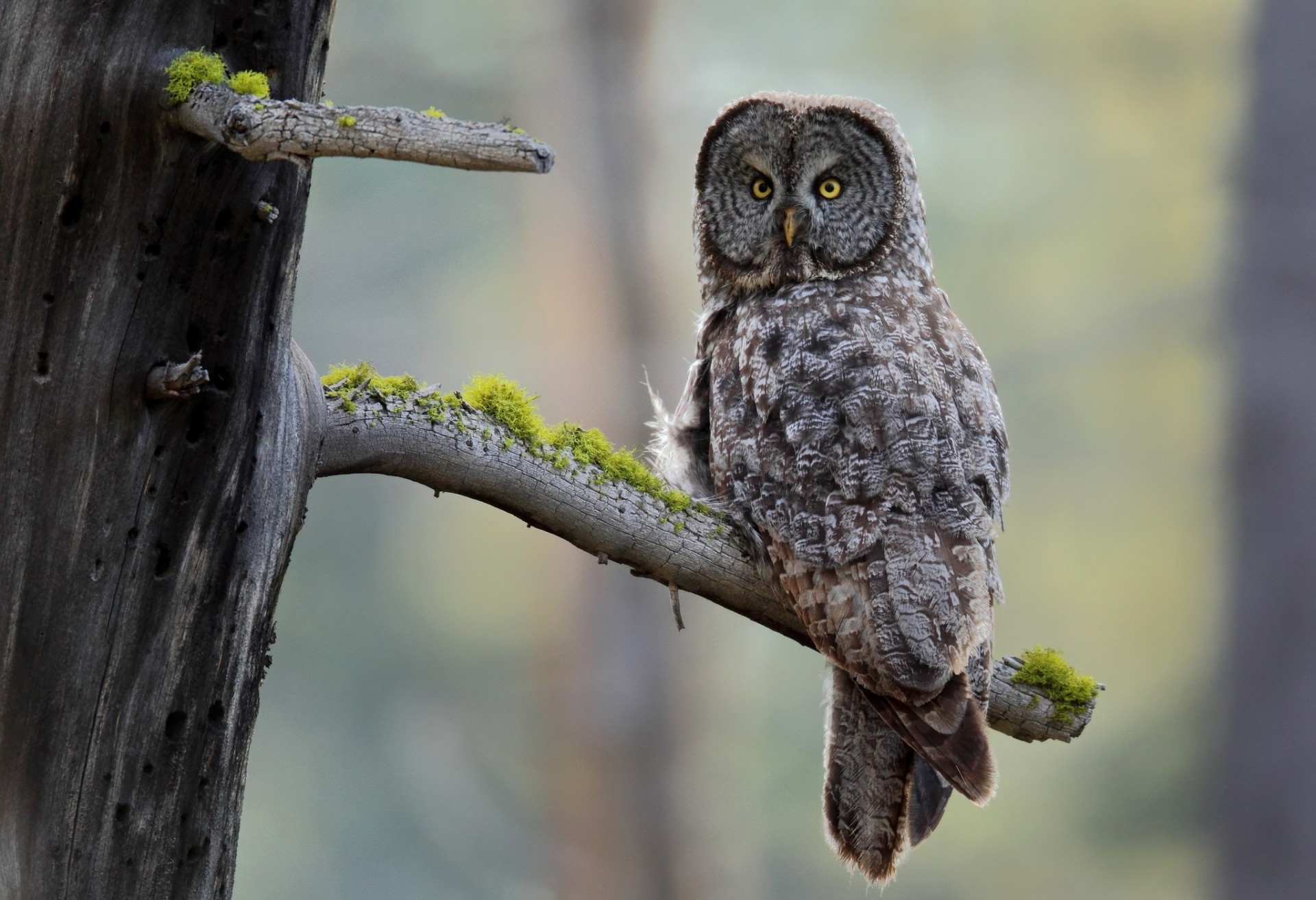 chienne mousse arbre oiseaux hibou barbu