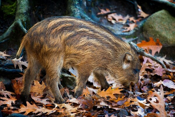 Junger Wildschwein sucht nach Eicheln