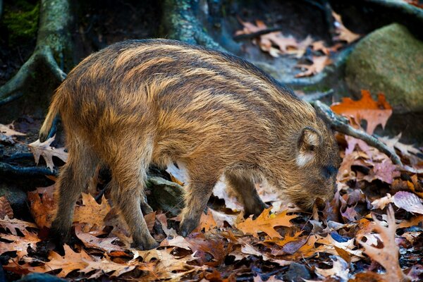 A young boar is looking for acorns