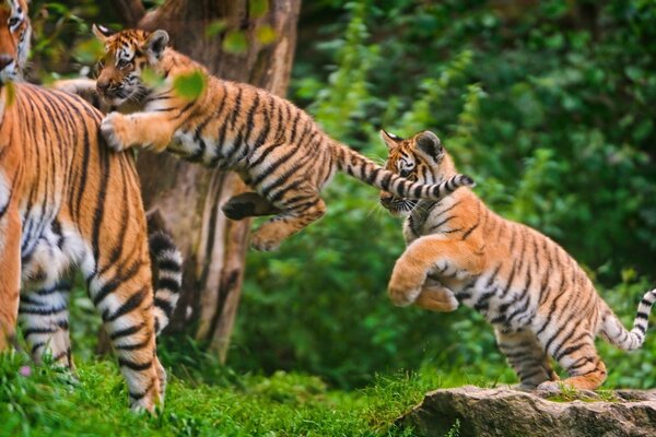 Funny wild cat games. Tiger cubs jumping in the grass