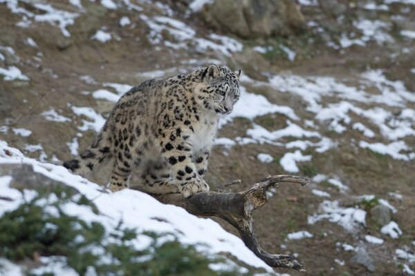 Ein pelziges Tier. Wildkatze - Leopard