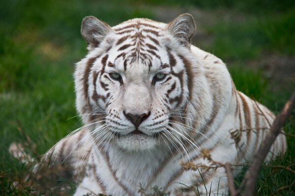 Tigre bianca che riposa sull erba