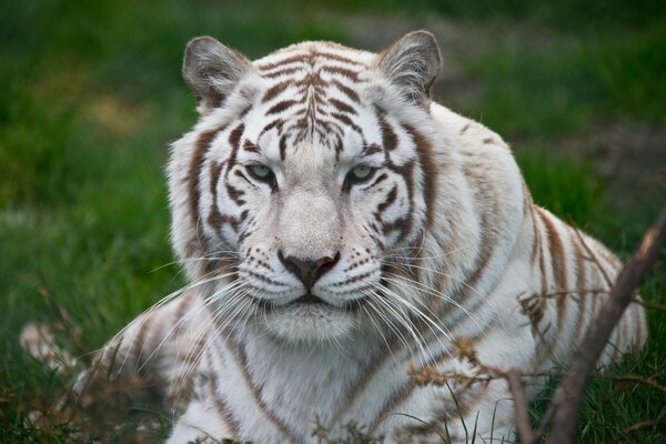 Biały Tygrys odpoczywa na trawie