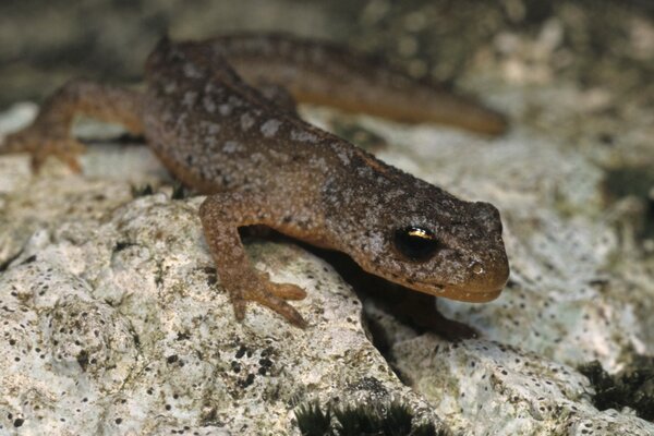 Newt is sitting on a rock