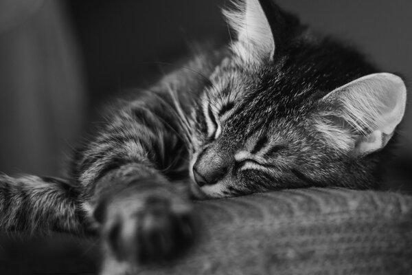 Peludos rayas durmiendo en una almohada