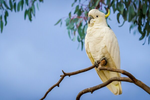 Grand cacatoès assis sur une branche au coucher du soleil