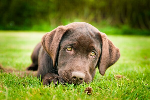 Petit chien chiot Retriever dans la Prairie