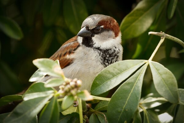 Ein Spatz, der auf einem Ast in Blättern sitzt