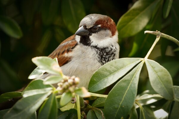 A sparrow sitting on a branch in the leaves