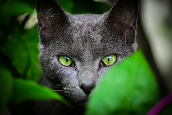 Gatto grigio con gli occhi verdi fa capolino dalle foglie
