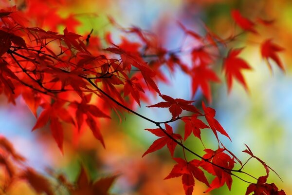 Red autumn leaves on a branch