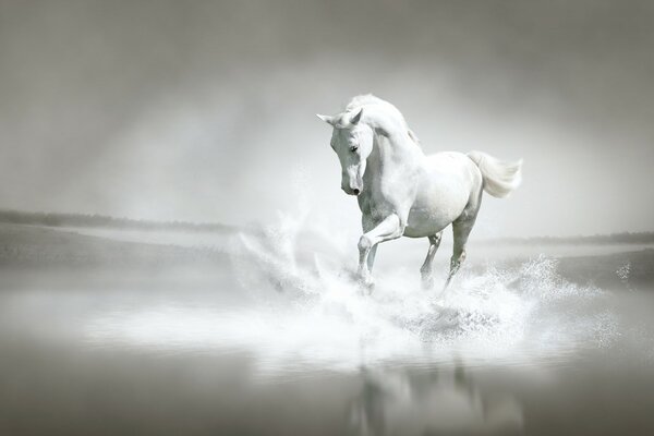 A white horse running along the river bank