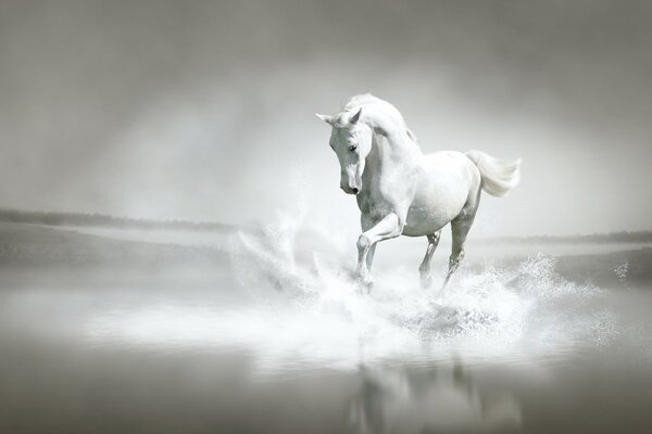 Biały koń biegnący brzegiem rzeki
