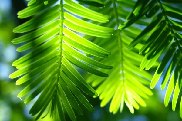 La belleza de las palmeras tropicales con hojas verdes