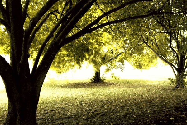 Bosque de otoño, árboles en el sol