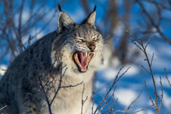 El gato salvaje bosteza. Lince peludo