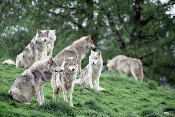 Troupeau de loups sur l herbe verte