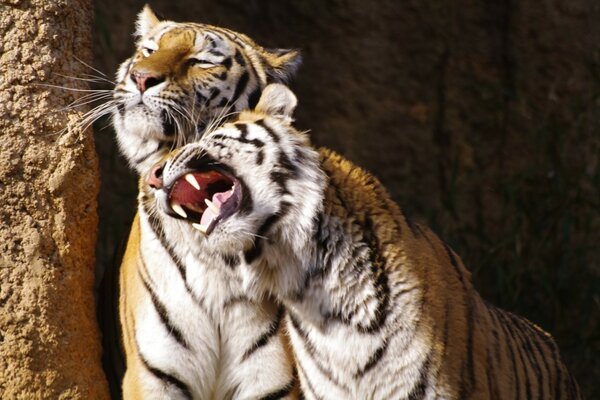 Animaux tigre caresses du matin