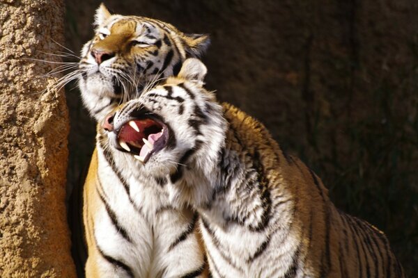 Carezze mattutine della tigre animale
