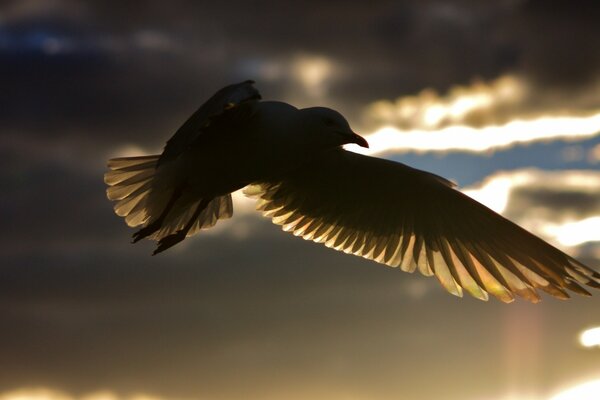 Silhouette of a bird in the process of flight