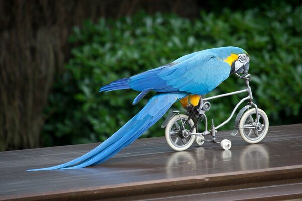 A blue parrot rides a four-wheeled bicycle