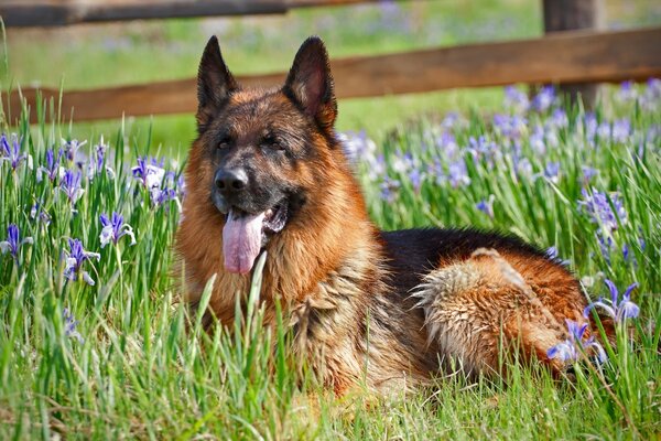 Ein deutscher Schäferhund liegt im Gras mit Blumen