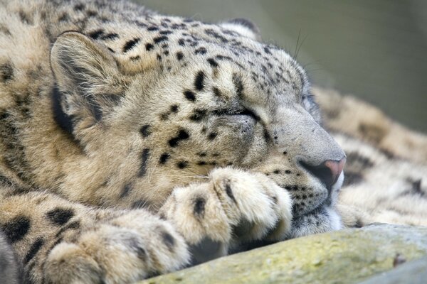 Museau de léopard de couchage closeup