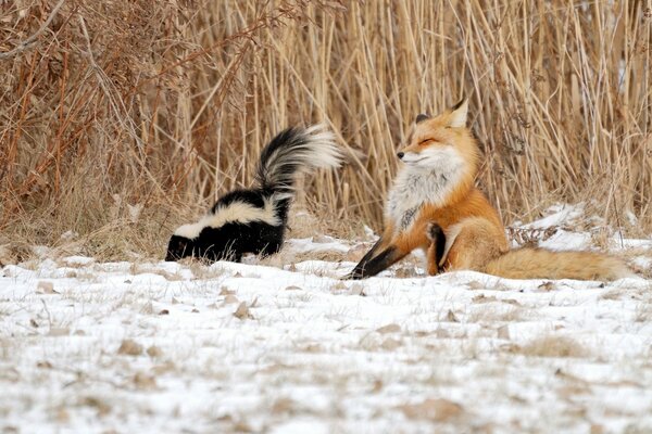 Fox and skunk winter situation in the reeds