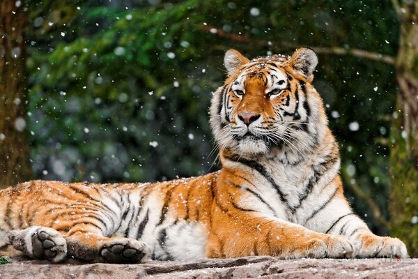 Ein luxuriöser Tiger liegt vor einem Hintergrund der Natur