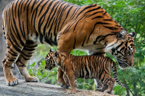 Das Tigerkind und seine Mutter