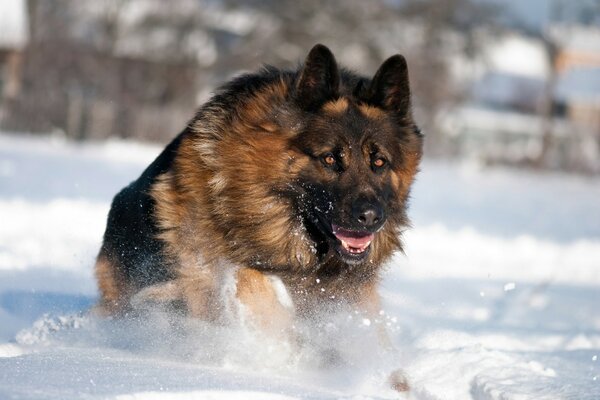 Chien de berger allemand luxuriant sur la neige blanche