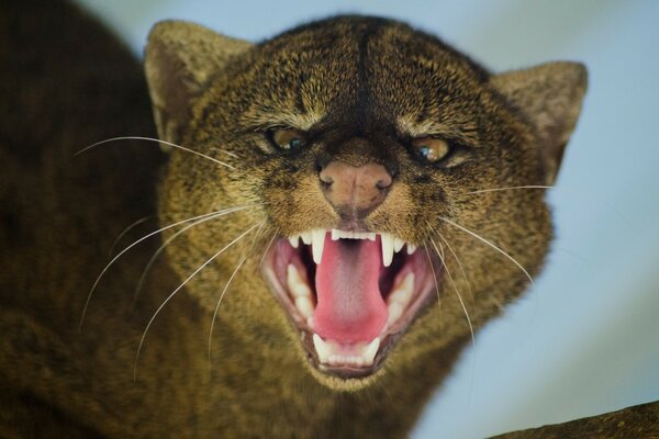 A wild cat. A furious growl. Snow-white fangs