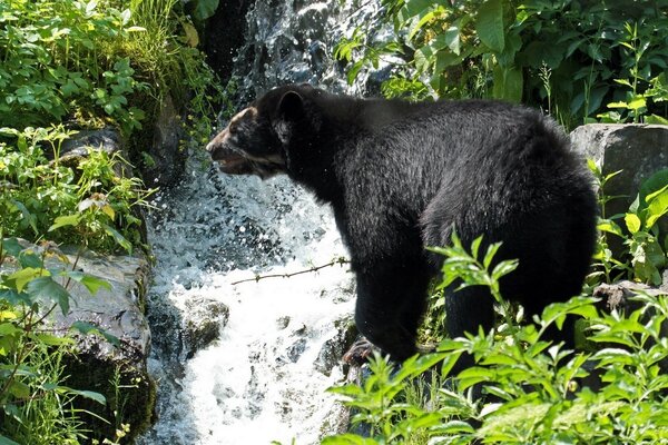 Медведь стоит в траве на фоне водопада