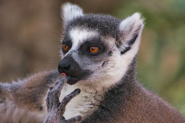 Lemur udaje, że się zamyślił