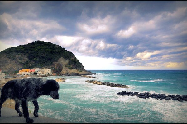 Perro en la orilla del mar y las rocas