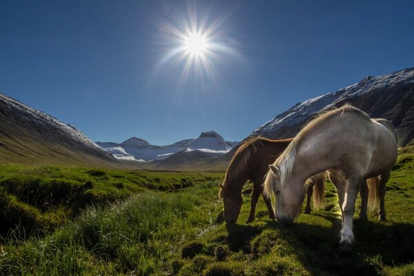 Lindos caballos bajo el sol en un Prado Islandés